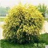 藤蔓攀援 庭院 植物 季薔薇 黃刺梅苗黃刺玫 耐寒性強(qiáng)