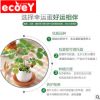 爆款DIY桌面盆栽 創(chuàng)意雞蛋植物工藝品禮品定制室內(nèi)花卉盆栽批發(fā)