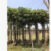 秋風樹，重陽木，適合海邊生長行道庭院廣場公園小區農莊綠植