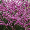 紫荊