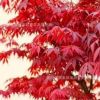 批發(fā)美國紅楓小苗 紅楓樹苗 日本紅楓苗 基地直銷