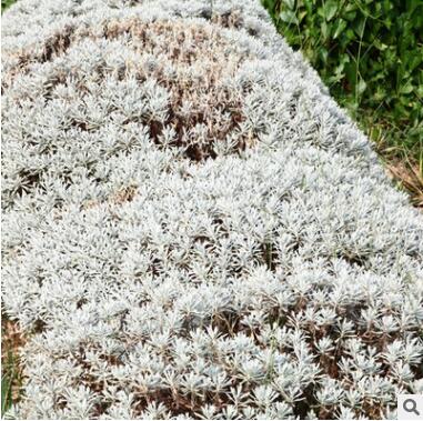 鐵樹芙蓉菊觀賞常綠植物戶外室內植物盆栽盆景庭院景觀設計施工