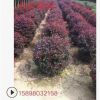 遼寧精品紅葉李球 紅葉李綠籬苗 紅葉李營(yíng)養(yǎng)杯苗 紅葉李小苗