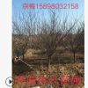 遼寧苗圃出售精品【京梅】貨源充足 圃地現(xiàn)苗 樹形好價(jià)格低
