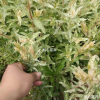 花葉杞柳 樹苗基地直銷 彩葉樹種 觀葉植物 苗圃批發(fā) 價格實惠