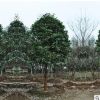 苗圃低價(jià)批發(fā)桂花樹(shù) 工程綠化苗木 庭院觀花植物 桂花苗