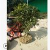 八月桂球子 盆栽八月桂 八月桂5年苗 叢生八月桂