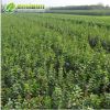 基地供應(yīng)2019水蠟小苗水蠟苗蠟樹水蠟園林綠化喬木工程苗