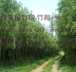 竹柳
