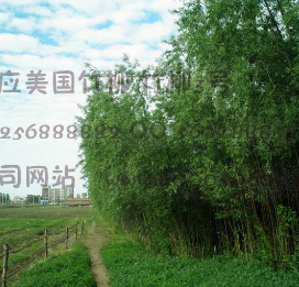 美國竹柳林