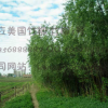 美國竹柳林