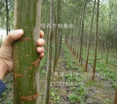 美國竹柳工程苗