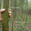 美國竹柳工程苗