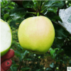 蜜脆蘋果苗現挖現賣煙富0號蘋果苗價格優惠紅富士蘋果苗量大從優