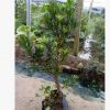 羅漢松小型盆景樹， 專業(yè)培育批發(fā)種苗園林裝飾植物擺件