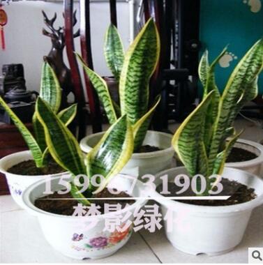 室內(nèi)花卉盆栽植物金邊虎皮蘭批發(fā)多肉植物精品盆景虎皮蘭苗盆栽