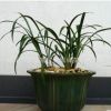 建蘭苗批發(fā)蘭花苗 墨蘭盆栽 惠蘭 四季長青 墨蘭