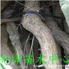 早脆王棗樹苗大青棗樹苗雪棗樹苗龍須棗樹苗基地種植價格優惠