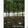保定苗圃各種規格梓樹批發 基地發貨 可簽合同