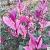 大型農(nóng)場大量供應桂花樹苗小苗專業(yè)培育嫁接批發(fā)園林裝飾植物擺件