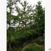 銀杏樹，可直接用于綠化 專業(yè)培育批發(fā)種苗園林裝飾植物擺件