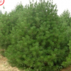 山陽縣峰發苗木種植白皮松 單品主打