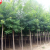 山陽縣峰發苗木種植國槐