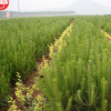 山陽縣峰發苗木種植油松