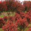 山陽縣峰發苗木種植紅葉石楠