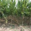 批發軟籽石榴 基地現挖新鮮發貨量大優惠品種多樣石榴樹