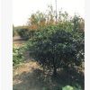 基地紅葉石楠苗批發(fā) 優(yōu)質(zhì)石楠小苗 工程綠化苗木紅葉石楠