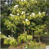 基地批發含笑 濃香花卉 園林綠化 深山含笑 樂昌含笑 品種齊全