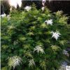 基地直供 珍珠梅 觀花植物 園林綠化苗木