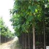 供應各種工程綠化苗木青桐基地直銷 優質 青桐樹 梧桐樹