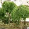 供應各種苗木 種苗 基地直銷 優質 龍爪槐樹苗 也叫垂槐 規格齊全