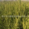 大量供應檜柏苗 蜀儈苗 綠化工程苗木批發柏樹