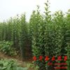 基地常年低價(jià)批發(fā)大葉女貞 高桿女貞 大葉女貞小苗