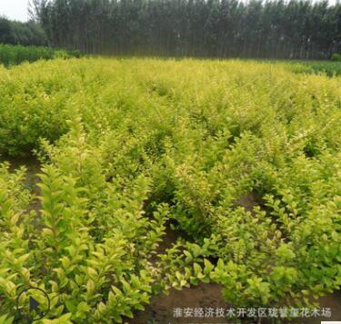 常綠金葉女貞苗基地供應(yīng) 各種優(yōu)質(zhì)園林綠化苗木
