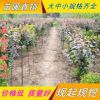供應綠化喬木 紫葉李小苗 速生紫葉李 規格齊全 紫葉李苗價格