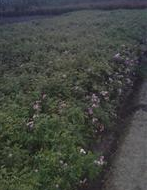常州小苗主產地供應瓜子黃楊，金葉女貞，金絲桃，毛娟，紅花繼木