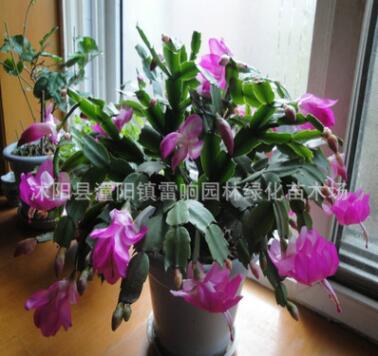 室內(nèi)多肉植物 蟹爪蘭盆栽 當(dāng)年開(kāi)花 蟹爪蓮帶花苞