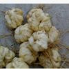 批發食用百合花種球種子 辦公室陽臺花卉綠植物小盆栽百合花種球
