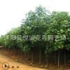 直銷馬褂木樹苗綠化苗木色塊綠籬行道點綴四季常青量大從優(yōu)馬褂木