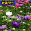 花種子翠菊種子四季播園林景觀綠化鮮花種子花卉花盆花草種子