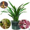 矮種清香型 蘭花【香妃】四季蘭 建蘭 花盆栽室內(nèi)花卉綠植好養(yǎng)