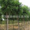 供應(yīng)白蠟小苗 白蠟樹(shù)苗 工程用苗 行道樹(shù) 速生白蠟樹(shù)苗