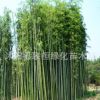 大量出售竹子 竹子苗 青竹苗 別墅庭院綠化竹子