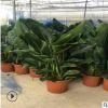 特價(jià) 室內(nèi)大型綠植花卉 天堂鳥(niǎo)盆栽植物 鶴望蘭 吸甲醛 凈化空氣