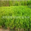 綠化苗木-瓜子黃楊(小葉黃楊)工程專(zhuān)用苗、花卉苗木100起黃楊小苗