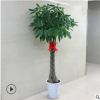 室內(nèi)花卉 盆景植物 發(fā)財(cái)樹(shù)盆栽 客廳創(chuàng)意花草 大型綠植 凈化空氣